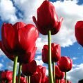 دانلود آهنگ یاران چه غریبانه کویتی پور
