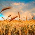 دانلود آهنگ خاک این گندم تو خیابونه