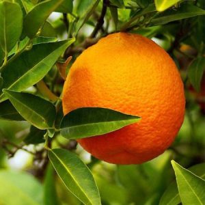 دانلود آهنگ بوی نارنج پیچیده تو شهر