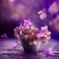 دانلود آهنگ ای گل رویایی