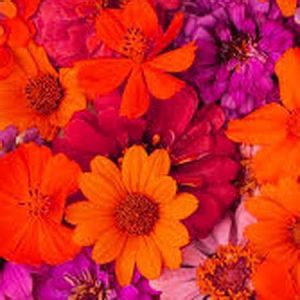 دانلود آهنگ سنگ فرش خیابونارو گل کردم برات